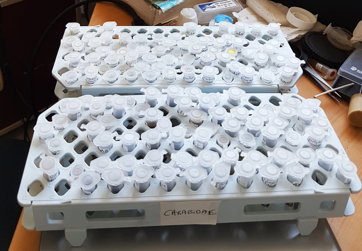 Échantillons conservés sur supports microtubes, série Carabidae
