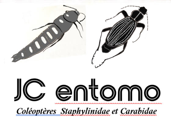 JC entomo