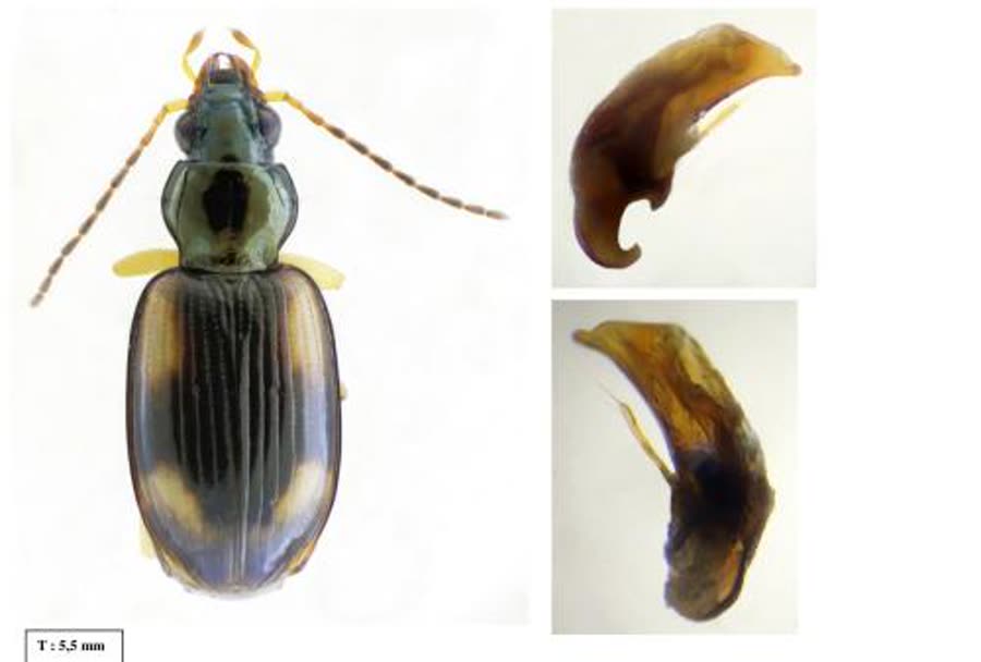 Bembidion tetracolum, vue dorsale et pièces génitales